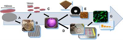 Nano- and Micro-Patterned S-, H-, and X-PDMS for Cell-Based Applications: Comparison of Wettability, Roughness, and Cell-Derived Parameters